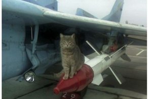 Комдив и Кот