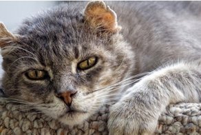 Кот