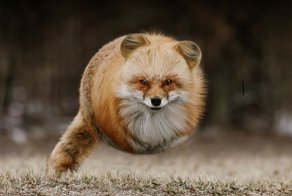 Индонезийский фотохудожник исследует геометрию животного мира