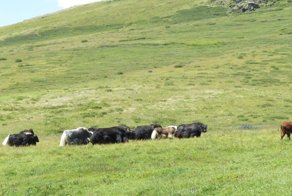 Горный Алтай, плато Укок, брод через р. Ак-Алаха