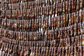 Цена вечной молодости: китайцы истребляют лягушек для приготовления традиционного снадобья красоты
