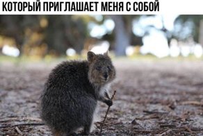Очередная порция картинок с подписями