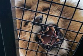 В австралийском зоопарке появился новый аттракцион, позволяющий посетителям побыть среди львов