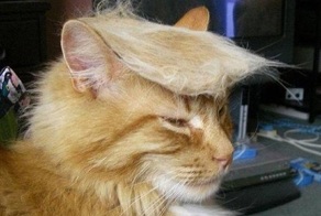 Акция "Причеши кота под Трампа!" завоевывает континенты