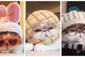 Буона — очаровательная японская кошка с безупречным чувством стиля