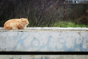 Очень колоритные уличные коты