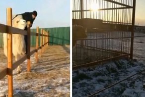 Кидали во льва камнями, выдирали шерсть верблюду: варвары порезвились в зоопарке