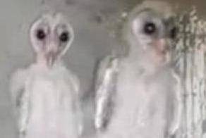 В Индии строители приняли совят за инопланетных существ