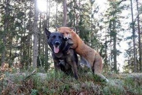 Пес начал каждый день бегать в лес