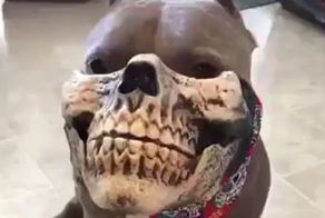 Смешной намордник для собаки, способный подарить незабываемые впечатления случайным прохожим