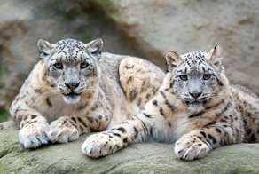 Животные, которые выжили