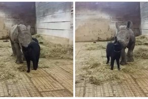 Умилительные кадры: дружба ласкового кота с детенышем носорога