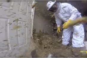Как выглядит уничтожение огромного гнезда шершней глазами пчеловода