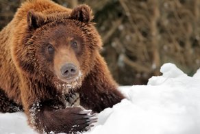 Медведь забрал два ружья у охотника