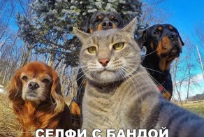 Смешные картинки с надписями