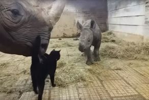 Котик пытается подружиться с семейством носорогов
