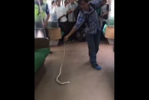 Храбрый пассажир голыми руками убил змею, оказавшуюся в вагоне пригородного поезда