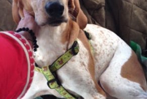 «ОБЕЩАЮ, я тебя спасу!» девушка встретила друга в лаборатории, где ставили опыты на животных