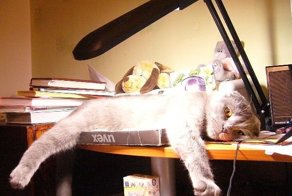 Эх ты, бездельник