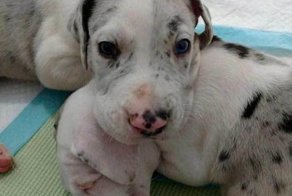 Она взяла щенка дога в приюте, но заметив у него серьезные отклонения, решила вернуться