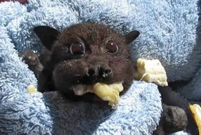 Спасенный на дороге детеныш летучей мыши обожает бананы!