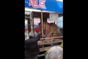 Тигр вцепился в руку мужчины, пытавшегося его покормить