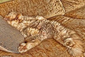 27 котов, которые действительно умеют маскироваться