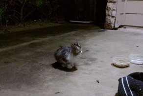 Ночью во время грозы бродячий котёнок пришел к одной паре за помощью