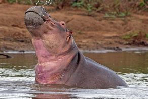 Этот бегемот знает, что он восхитителен! Синхронное плавание по-бегемотьи