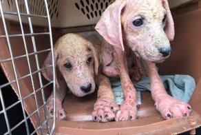 Облезлые розовые щенки были найдены бедным работягой, и он сделал всё для их спасения!