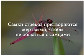 Сильный, независимый пост о курьезах игры в Независимость