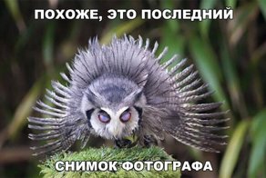 Очередная порция картинок с подписями