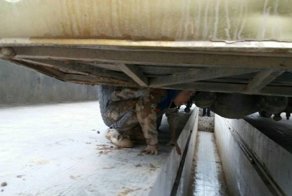 Дети три часа ехали под днищем автобуса чтобы встретиться с родителями