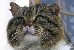 Матросы, которые не бросят