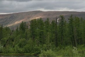 Лесотундра