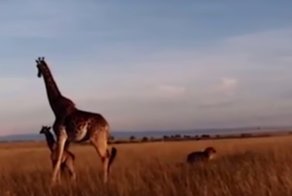 Она пыталась защитить детёныша: видео схватки жирафов со львом