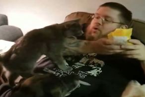 Заботливый кот-диетолог помогает своему хозяину отказаться от фастфуда