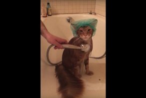 Кот с нордическим характером принимает ванну