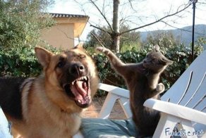 Кот и Пес - одна сатана