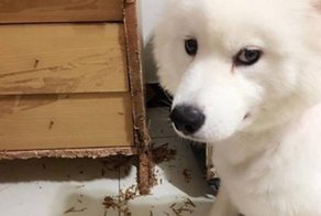 Собака съела порноколлекцию, которую хозяин собирал 10 лет