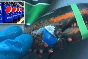 В Канаде словили лобстера с «татуировкой» в виде логотипа Pepsi