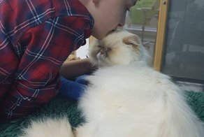 Кот, видя, что его мальчику плохо, собрал все свои силы и подполз к своему хозяину