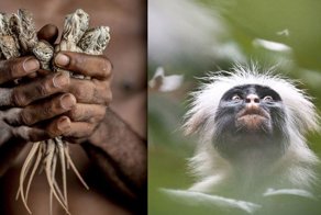 Фотографии, фиксирующие ускользающую красоту нашей планеты