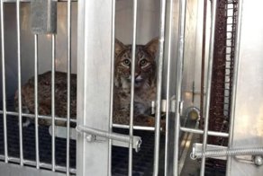 Рысь застряла в бампере автомобиля и проехала 80 километров