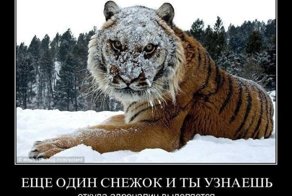 Свежая подборка демотиваторов, которые поднимут вам настроение