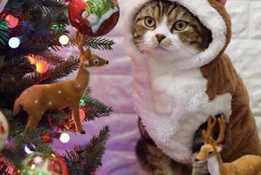 Новогодние коты