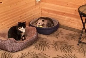 Бабушка из Канзаса приютила опоссума, считая его кошкой