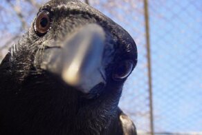 Голландский стартап учит ворон обменивать окурки на еду