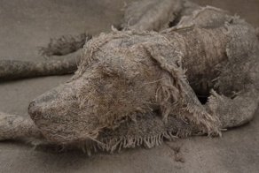 Художница мастерит трогательные скульптуры собак из старых тряпок