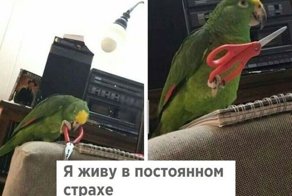 Очередная порция картинок с подписями
